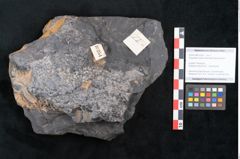 Foto (Objekt + Etikett) von Cupanites novae zeelandiae Ettingshausen (NHMW-GEO-2024-0188-10254)